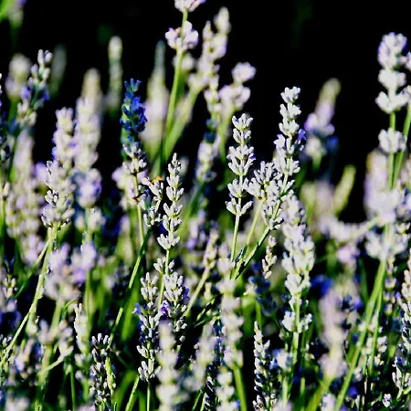 Daire Casa Delle Ginestre