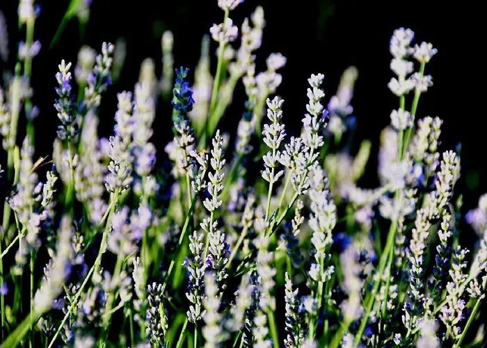 Apartamento Casa Delle Ginestre
